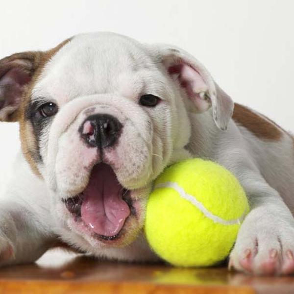 Miniature Bulldog